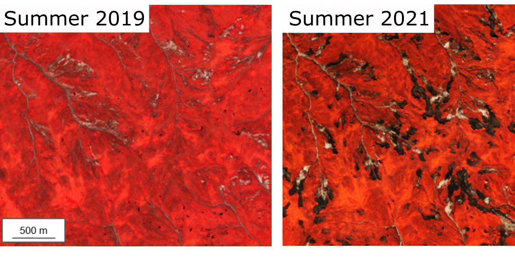 Zwei Satellitenbilder im Vergleich. Links vom Sommer 2019, das beinahe komplett rot ist, was viel Vegetation darstellt. Rechts ist ein Foto vom Sommer 2021, das viele dunkle Flecken zeigt, die für Sümpfe stehen.