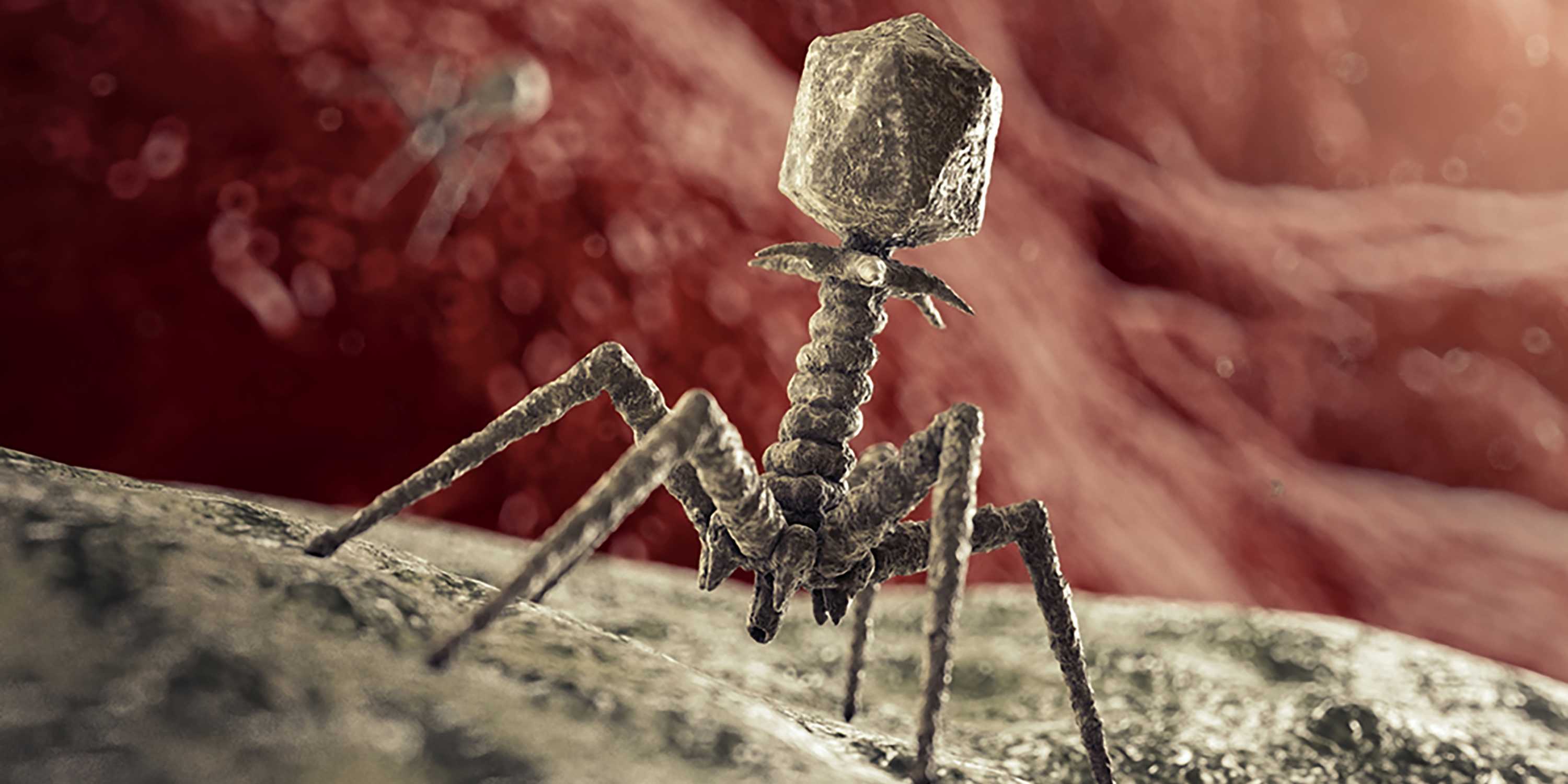 Animation einer Bakteriophage