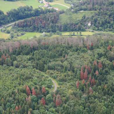 Luftaufnahme eines Waldes  im Trockenstress