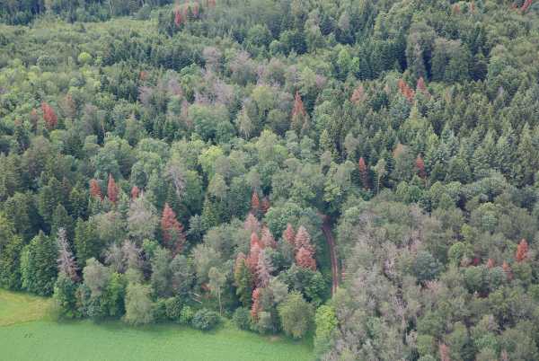 Wald in Courchavon 2019 mit vereinzelt braunen B?umen