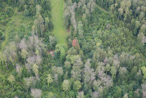 Wald in Porrentury 2019, karge und braune B?ume im Wald erkennbar.