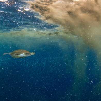 Schildkröte unter Wasser, vor ihr eine Staubwolke aus fadenförmigem Cyanobakterium Trichodesmium.
