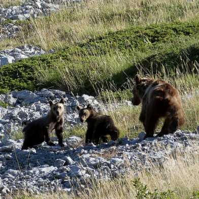 Eine Bärenfamilie in der freien Natur