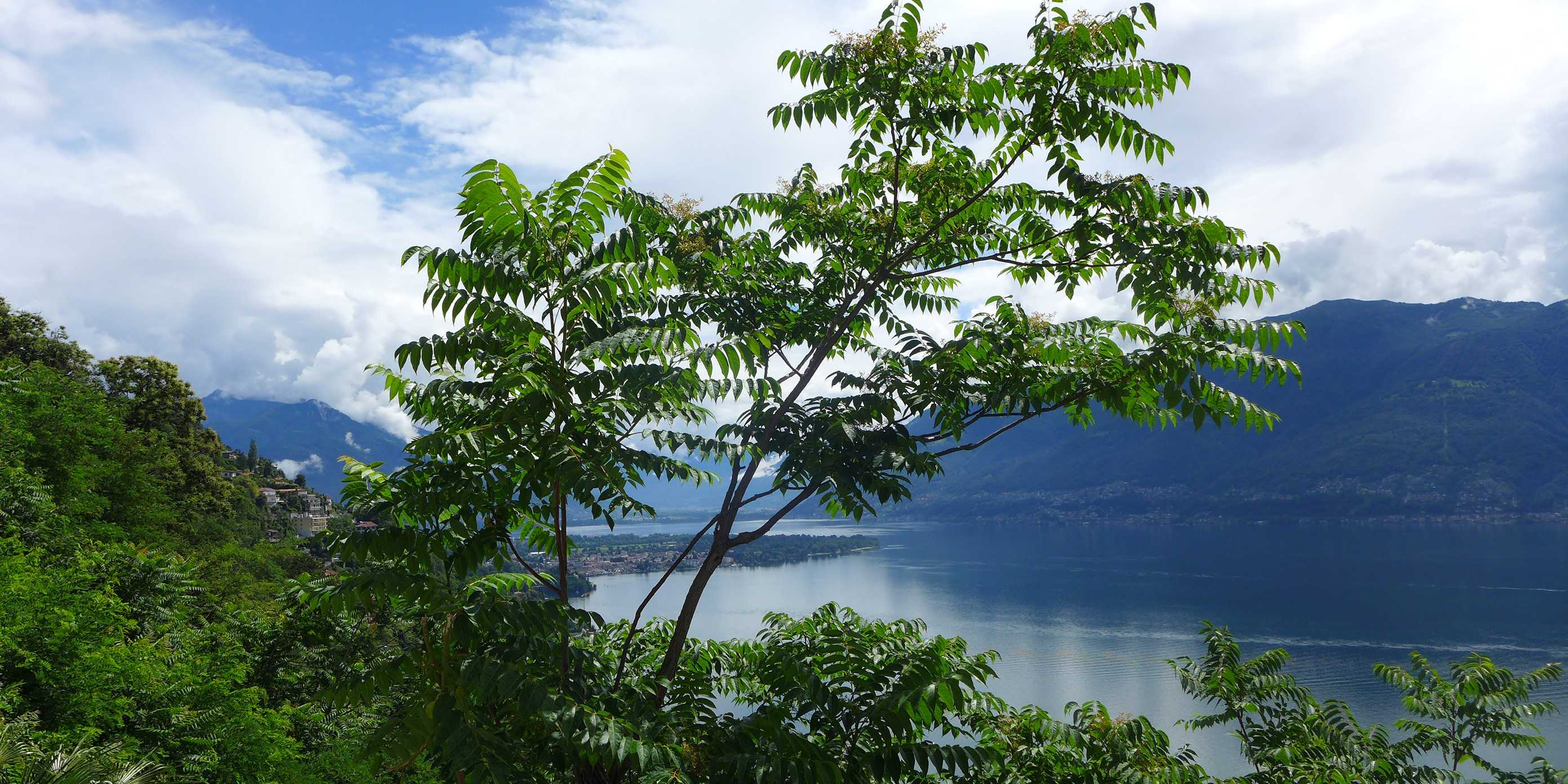Götterbaum im Vordergrund, im Hintergrund der Lago Maggiore und bewaldete Hügel