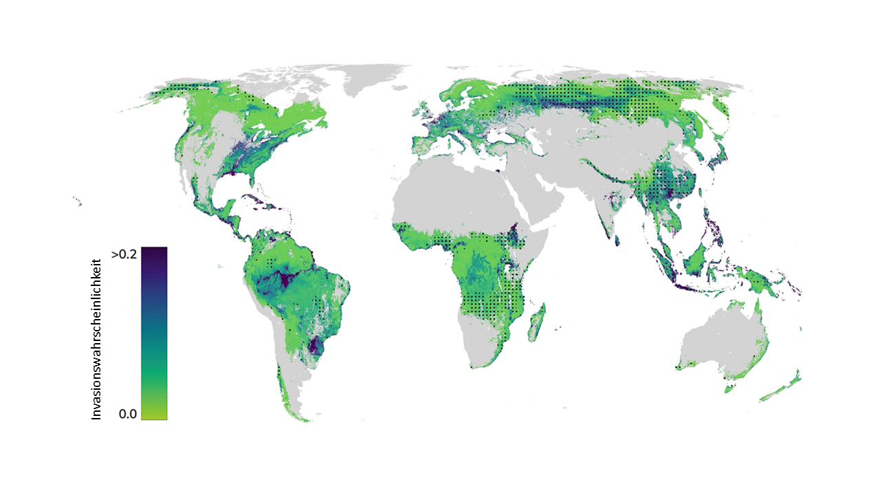 Vergr?sserte Ansicht: Weltkarte, die die Wahrscheinlichkeit des Vorkommons nicht einheimischer Baumarten aufzeigt. 