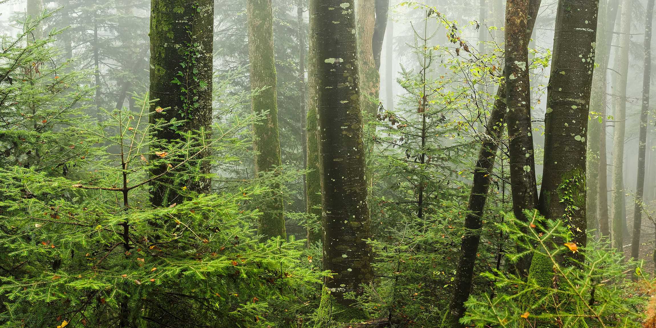 Im Wald, inmitten von grünen Tannen, Stämme von Buchen