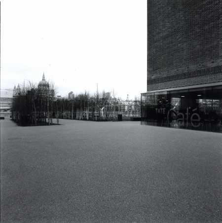 Schwarzweiss-Foto vom Birkenw?ldchen vor der Tate Modern