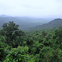 Bild eines Regenwaldes
