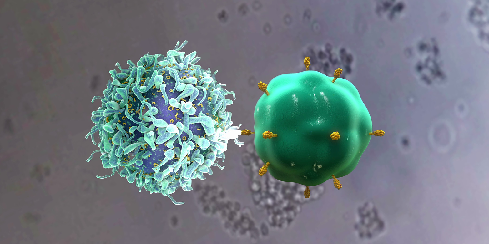 T-Zelle und ein Antigen