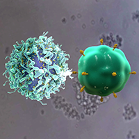 T-Zelle dockt an Krebszelle