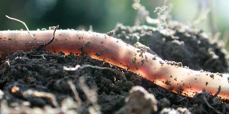 Enlarged view: Earthworm