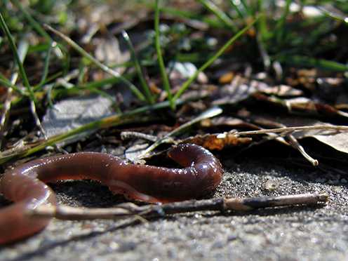 Enlarged view: Earthworm