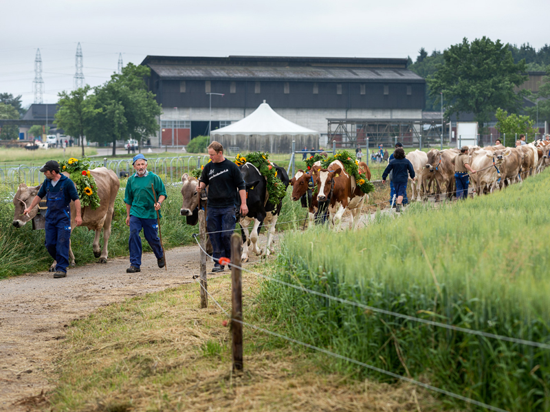 Enlarged view: About 60 cows are moving to Nrensdorf ZH. (Photo: ETH Zurich/Alessandro Della Bella)