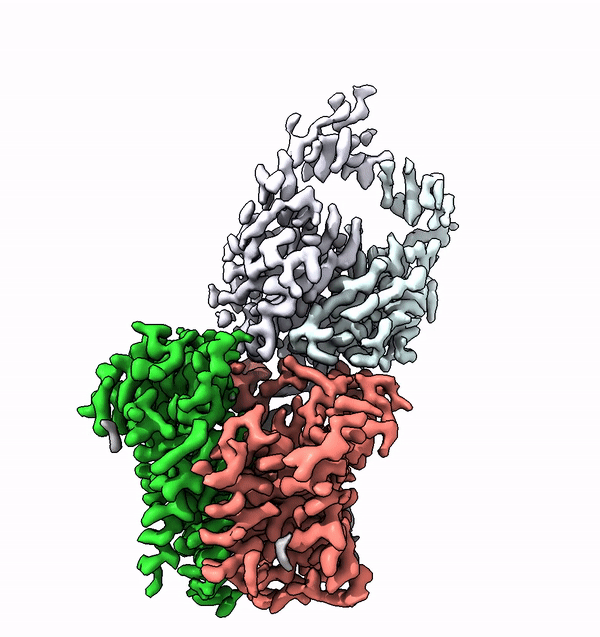 ALG6 is made up of a structurally conserved (green) and a structurally variable (red) module. The antigen-binding fragment (purple, cyan) that attaches to the enzyme made it possible to study the latter using cryo-EM. (ETH Zurich/ Joël Bloch)