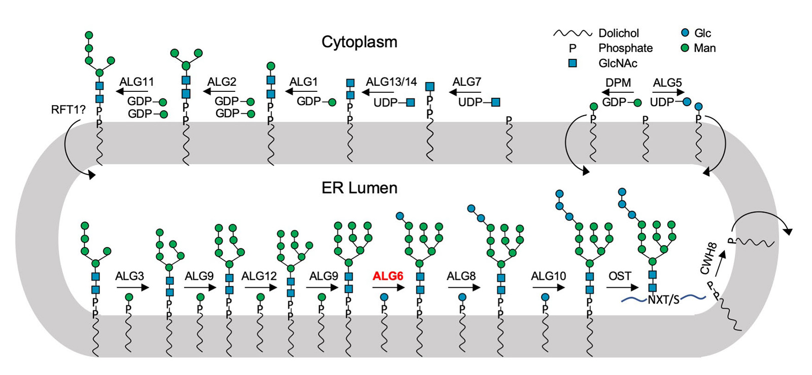Schematic of the biosynthetic pathway for lipid-linked oligosaccharides. Enzyme names are indicated above the arrows, the required substrates below. ALG6 is highlighted in red. (Illustration: Joël S. Bloch / ETH Zurich)