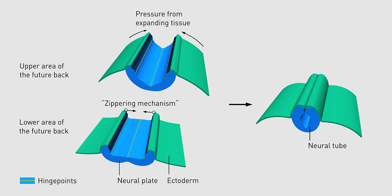 Scheme showing the formation of the neural tube